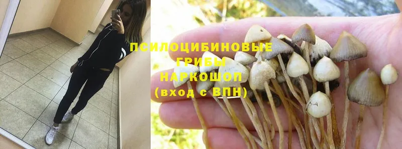 Псилоцибиновые грибы GOLDEN TEACHER  Верещагино 